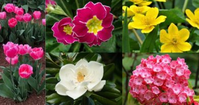 Flower Plants For Spring