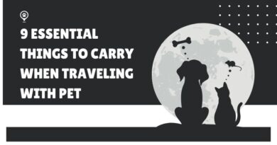 9 Essential Things To Carry When Traveling With Pet