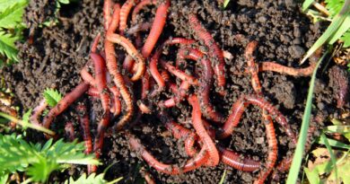 Wiggler Compost Worms: Best For Effective Vermicomposting