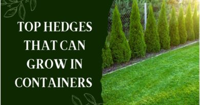 hedges you can grow in containers