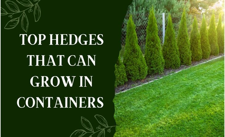 hedges you can grow in containers